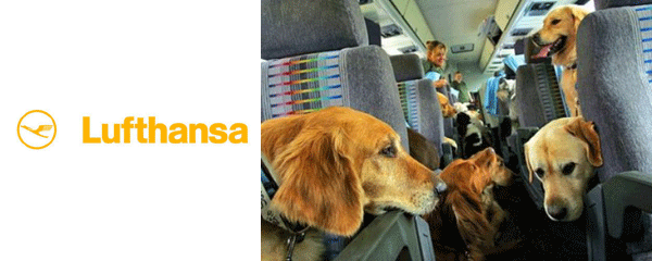 Lufthansa рада даже полярному медведю