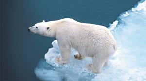 polar-bear