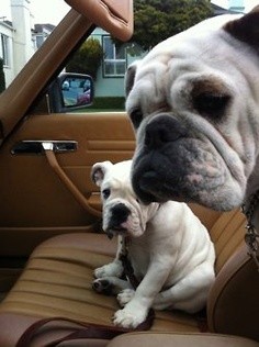 Candlewood Suites Hotels Launch “Candlewood Canines” Facebook Contest