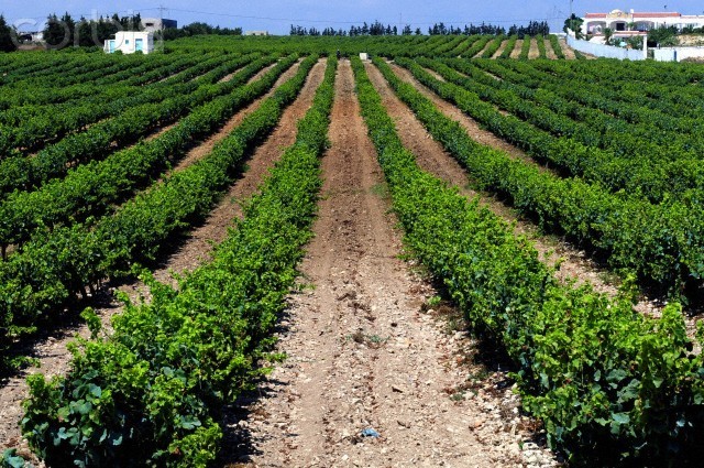 World’s Best Vineyards