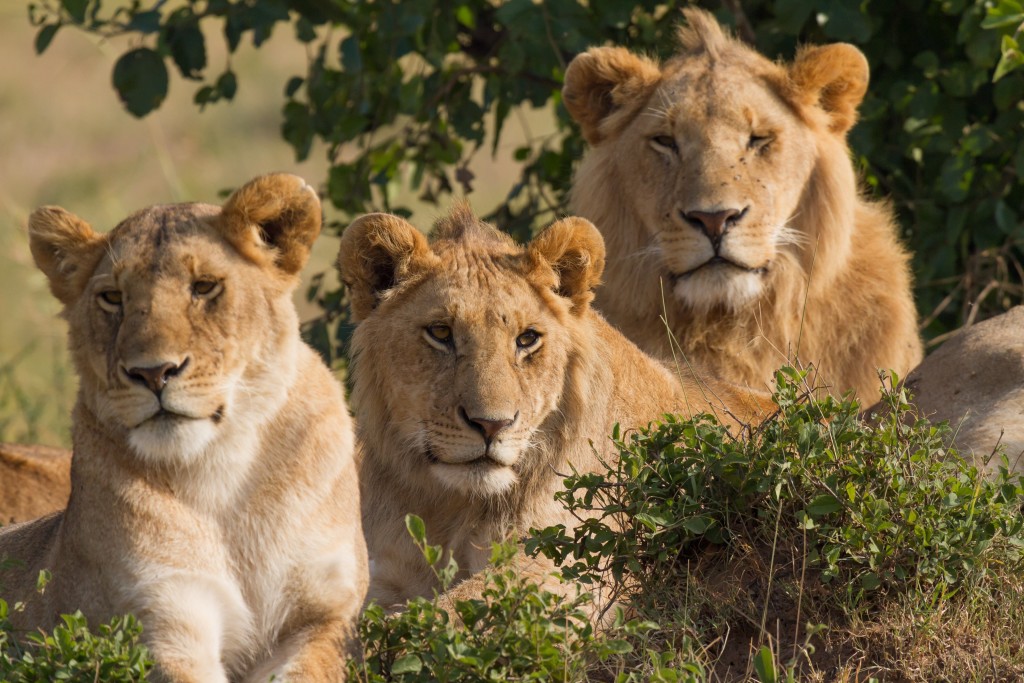Schiphol Joins Fight Against Illegal Wildlife Trade