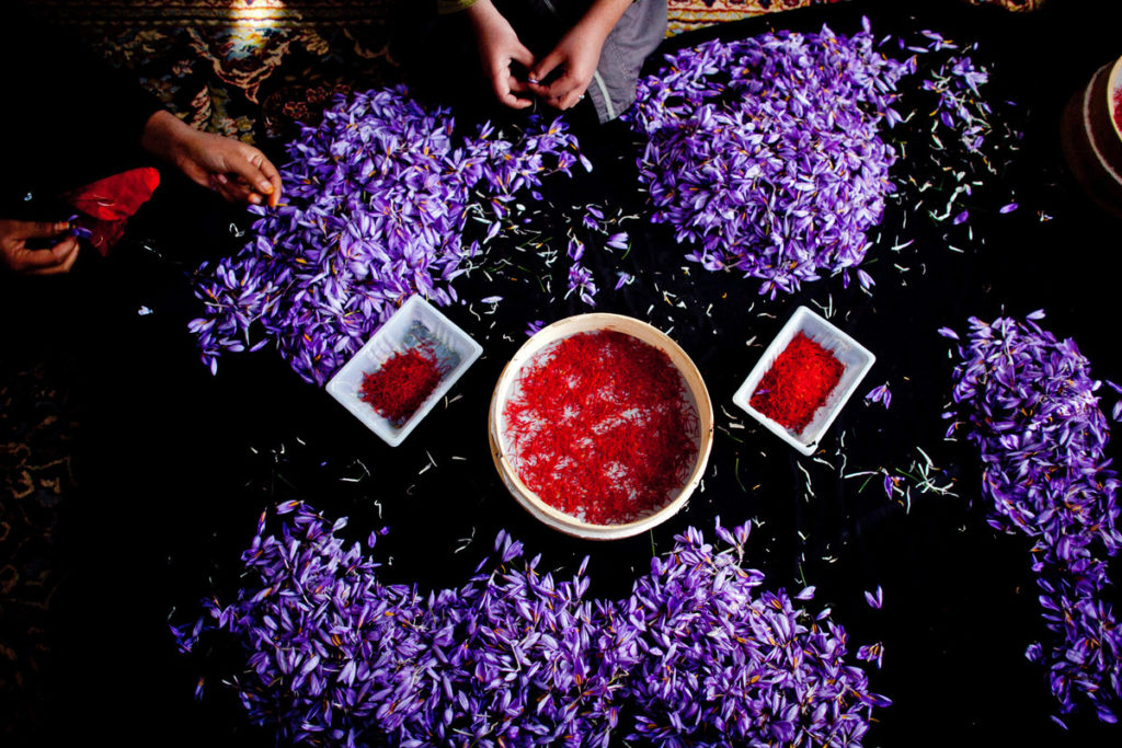 Saffron Rose Festival Takes Place in Consuegra, Spain