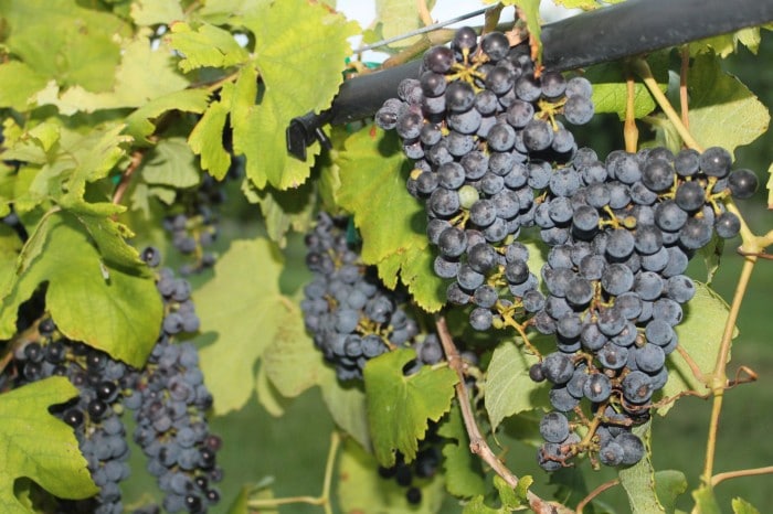 Moldovan Wines Earned Over 800 Medals in Global Competitions