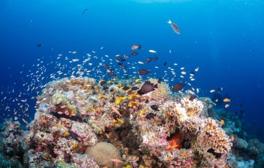 Dive Center coral restoration program