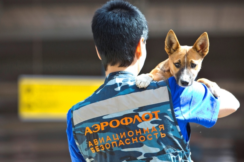 aeroflot dog