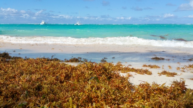 Seaweed is Strangling Mexican Tourism