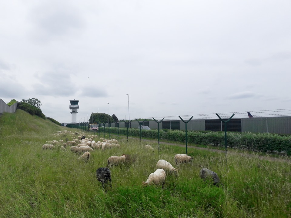Brussels Airport Hires Sheep to “Mow the Lawn”