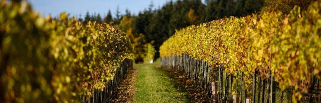 World’s Best Vineyards Revealed Top Wine Destinations for 2022