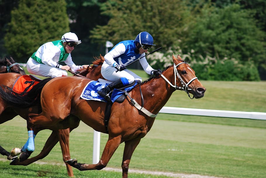 Cheltenham Horse Racing