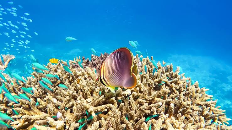 Great Barrier Reef