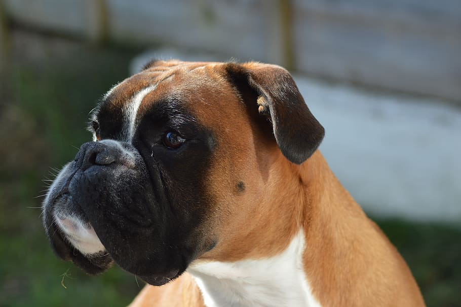 boxer Qantas dog