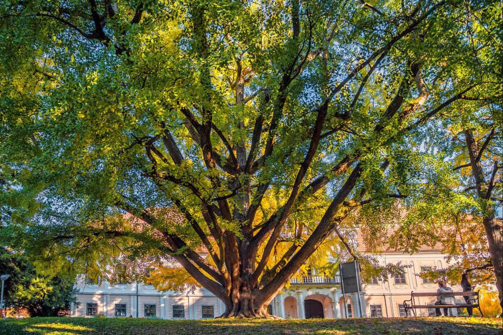 The European Tree of the Year