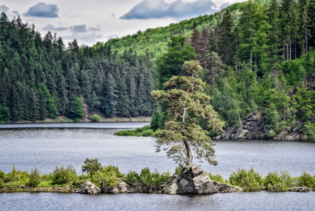 European Tree of the Year