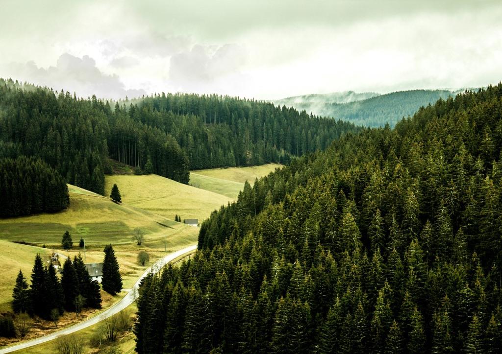 russia forest