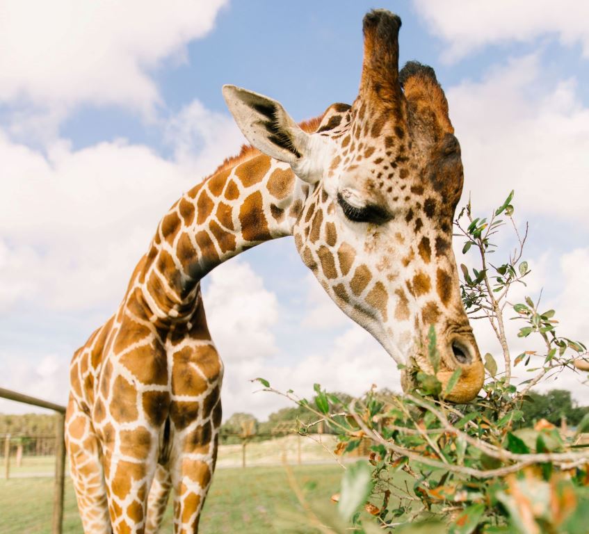 Wild Florida giraffe