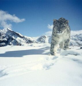 wild Snow Leopard in Hemis National Park