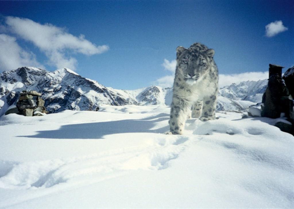 wild Snow Leopard in Hemis National Park