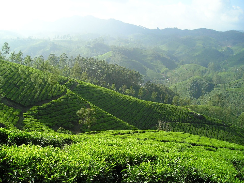 tea plantations in Europe