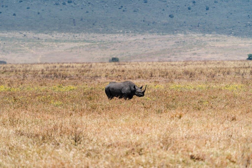 Black Rhino in Serengeti