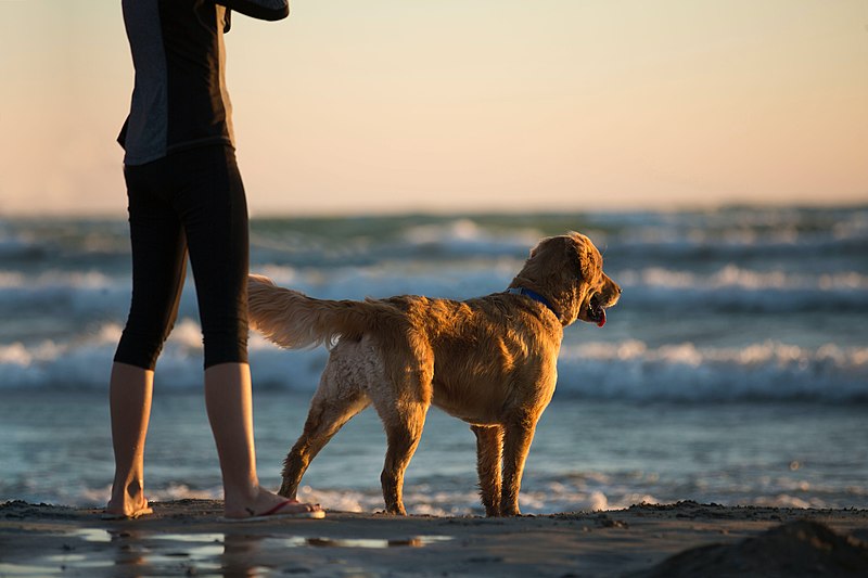 6 Best Places to Visit With Your Dog When on The Outer Banks