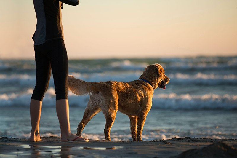 beach pet dog