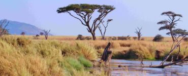 Safari Tanzania Africa