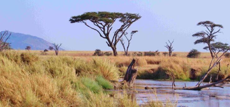 Safari Tanzania Africa
