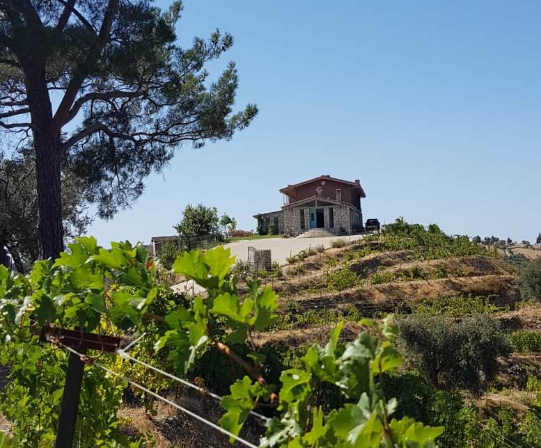 ayda winery