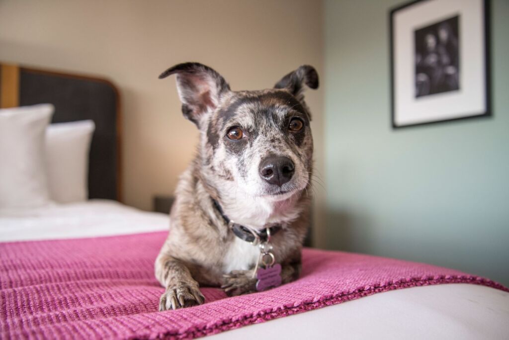 dog friendly hotels