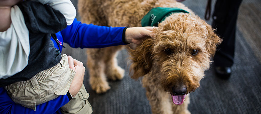 Team of Certified Therapy Animals Is Back at SFO