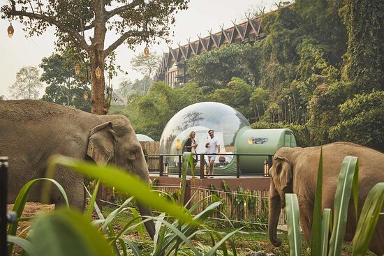 Anantara Launches New Family Jungle Bubble Lodge