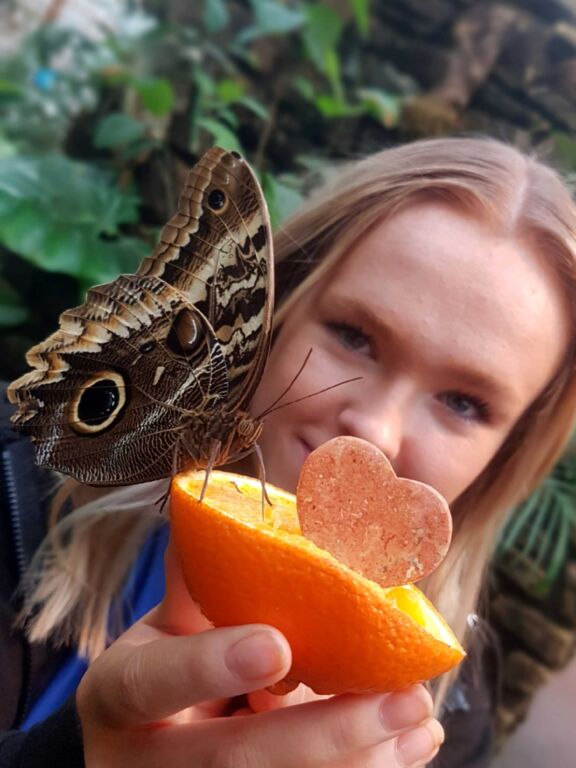 Stratford Butterfly Farm Gives Away Marble Hearts