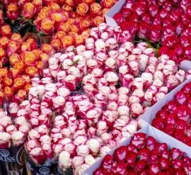 Valentine’s Day Bouquet? Nearly 4,000 Tonnes of Flowers Will Arrive at Schiphol