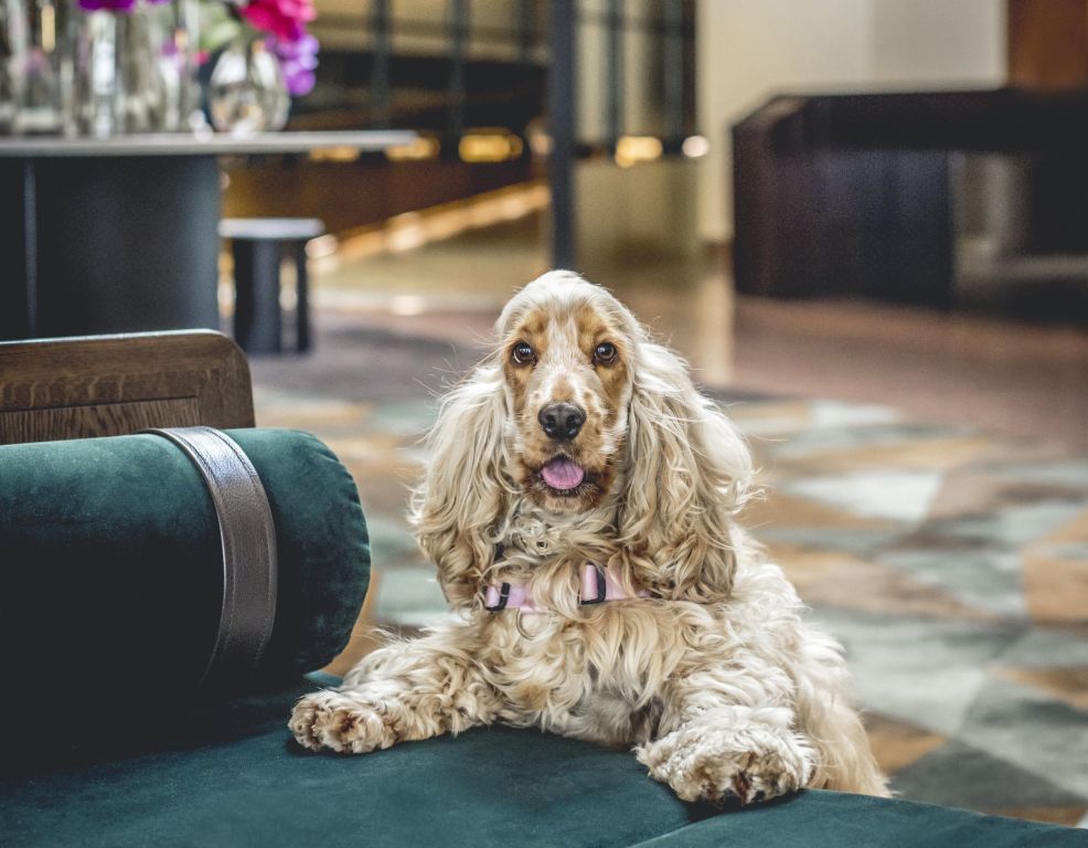 Pet-Friendly Hotels