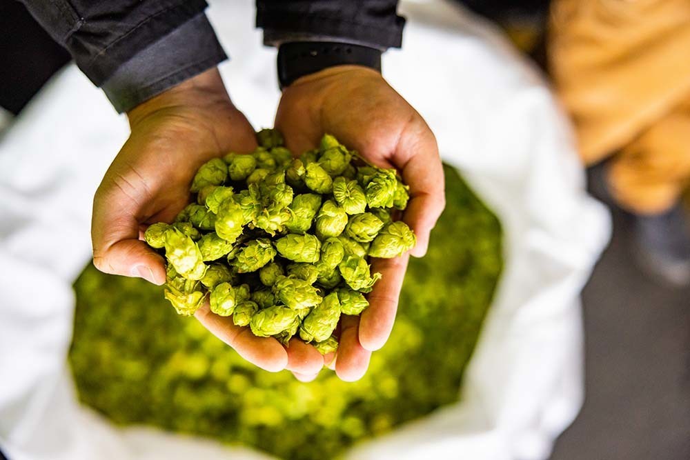 fresh hops brewery