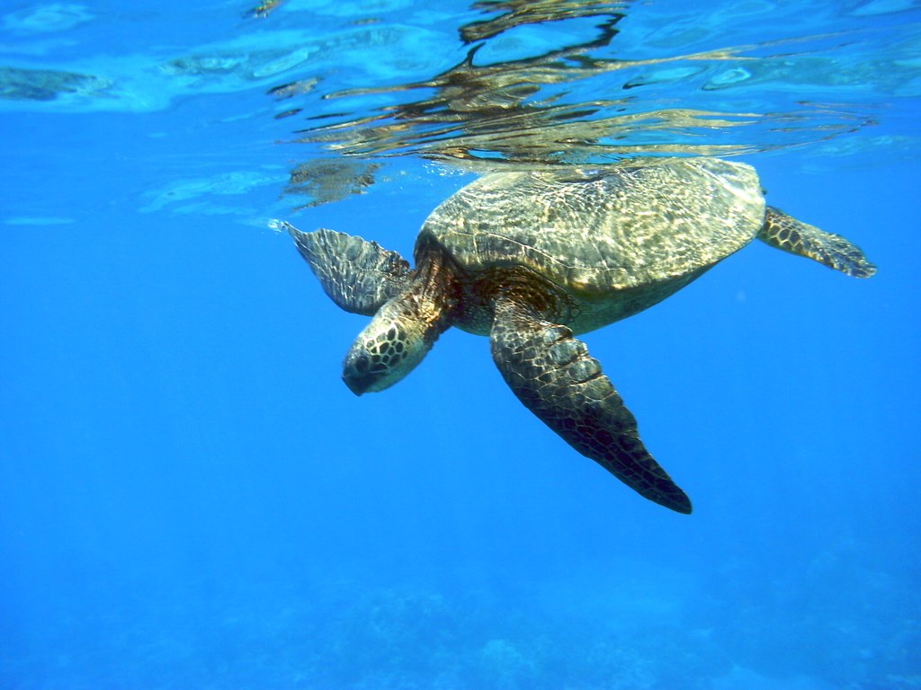 snorkeling in Tulum