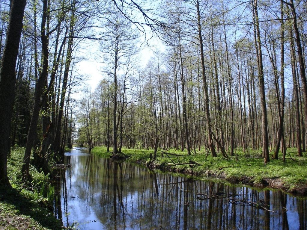 Białowieża Forest