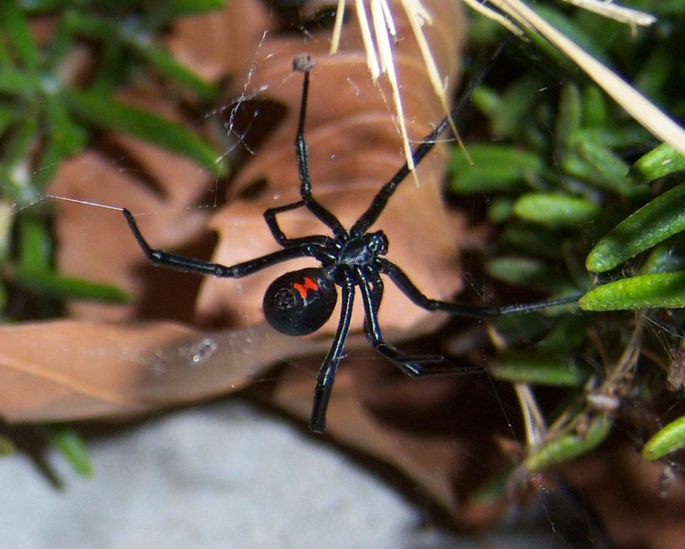 Black widow spider