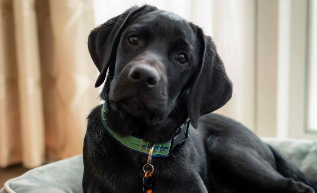 Canine Partners of the Rockies for Sunday Dinner with Service Dogs