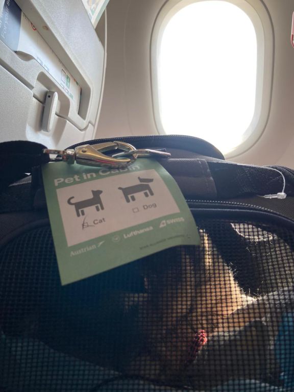 pet-friendly airlines in Europe