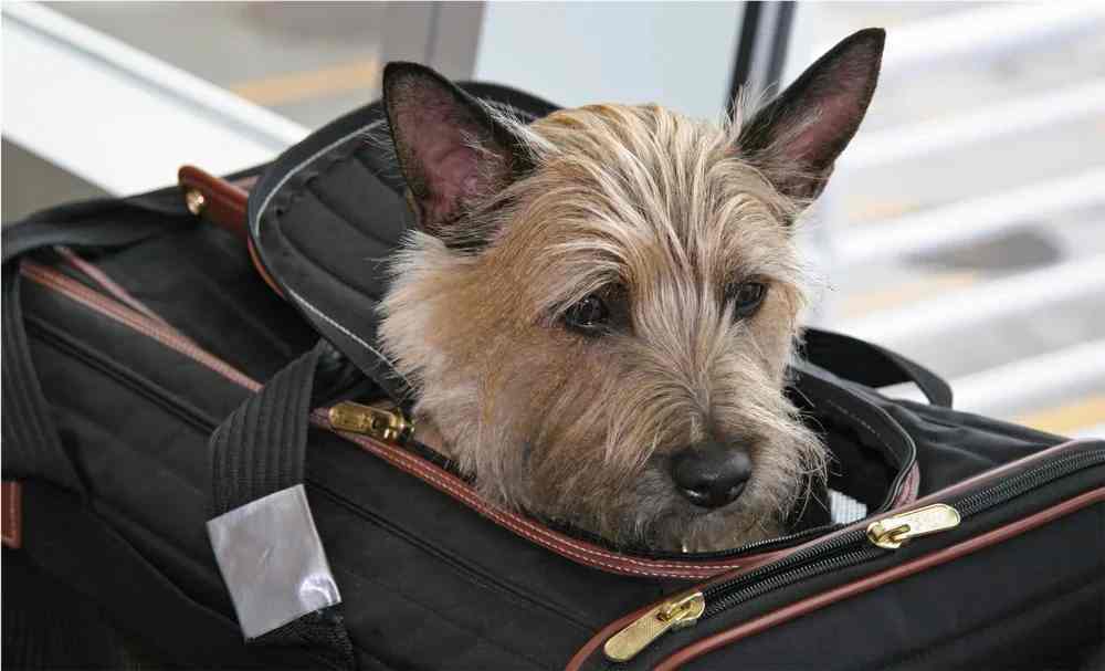 Traveling with Pets