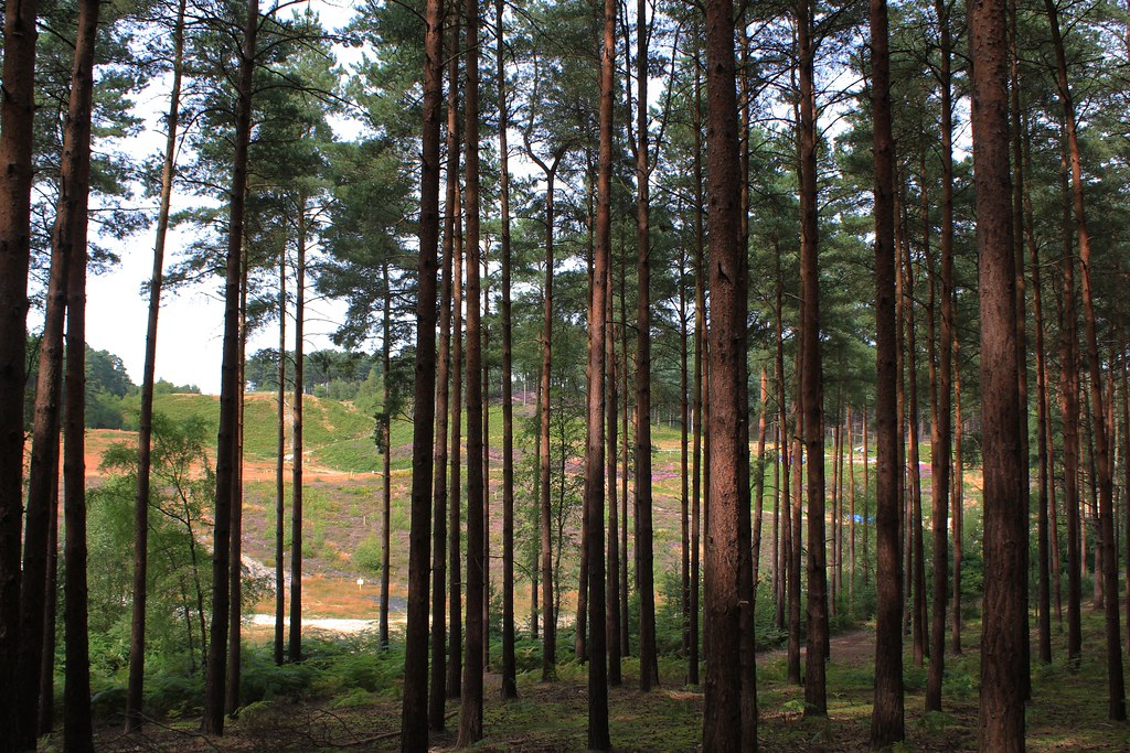 Napoleon – Inside the Surprising Filming Locations 5 Bourne Woods