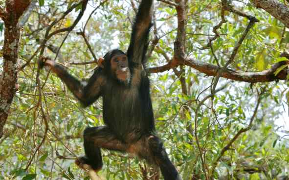Gombe Stream National Park 1