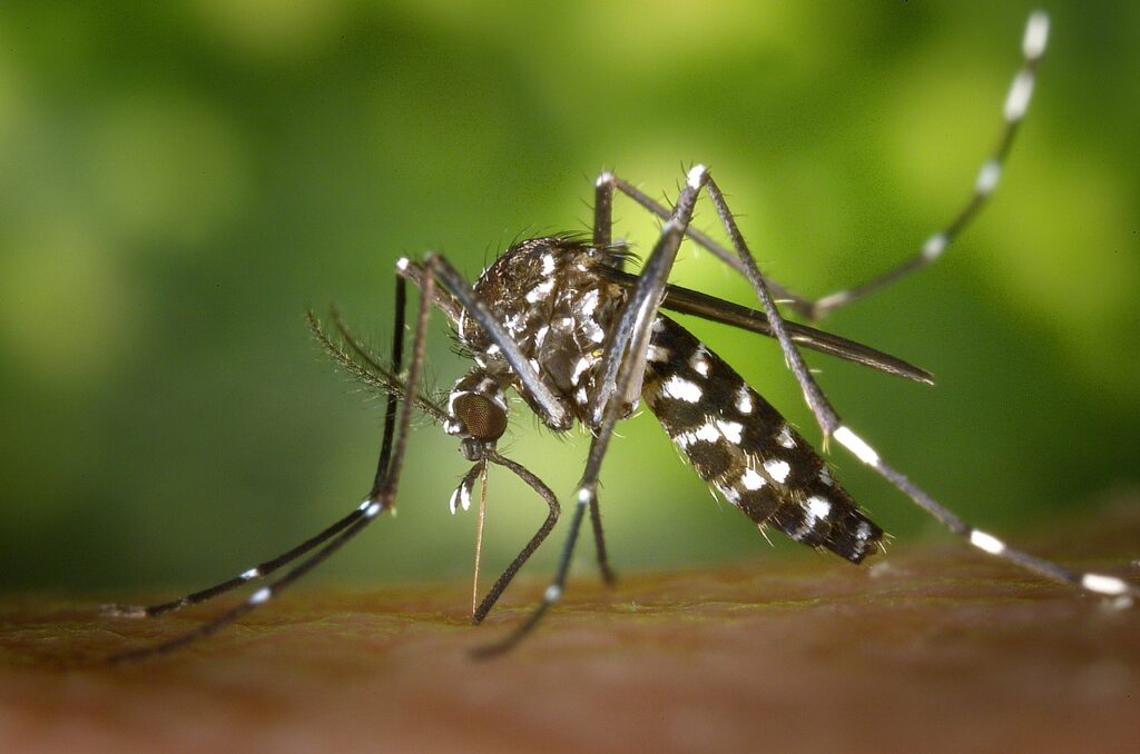 CDC Issues Level 2 Travel Advisory for Seychelles Amid Chikungunya Outbreak 6 Tiger Mosquitoes