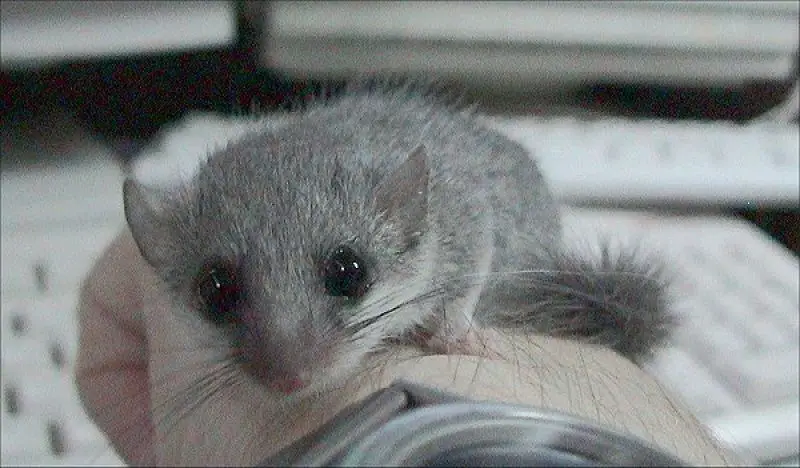 grey dormouse