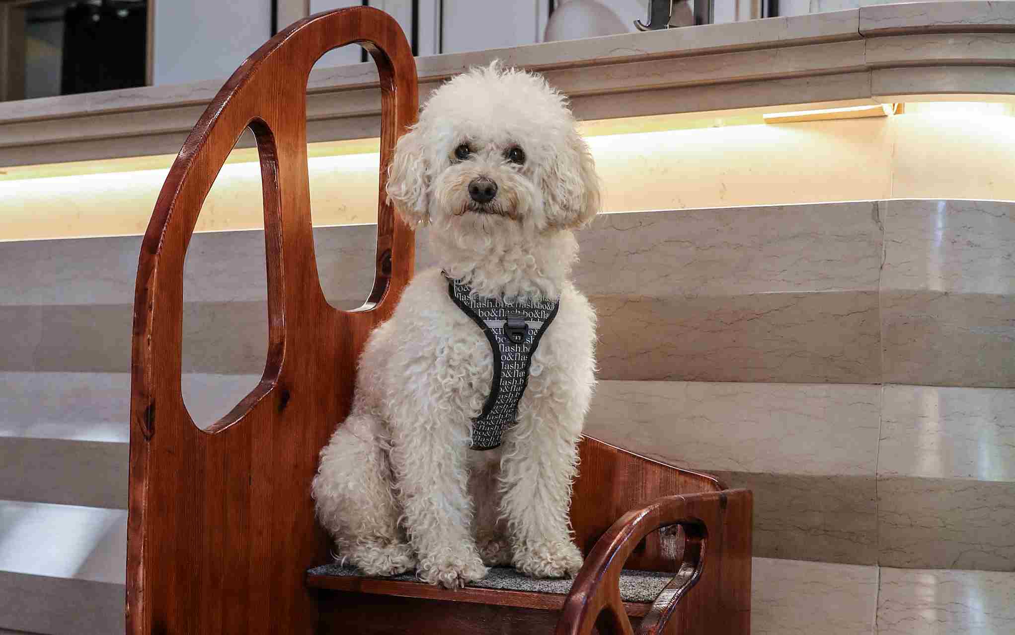 Pet Amenities