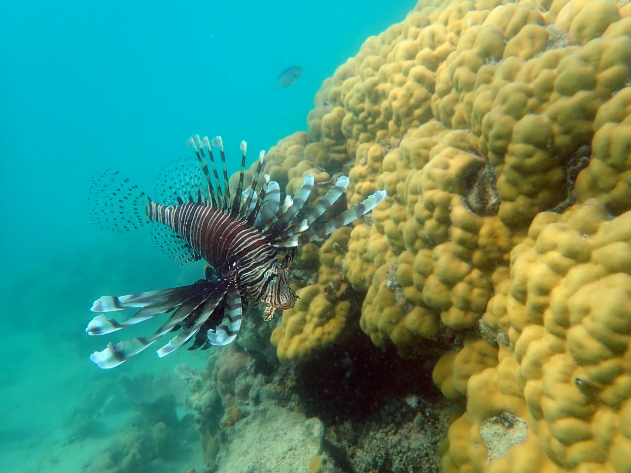 Lionfish