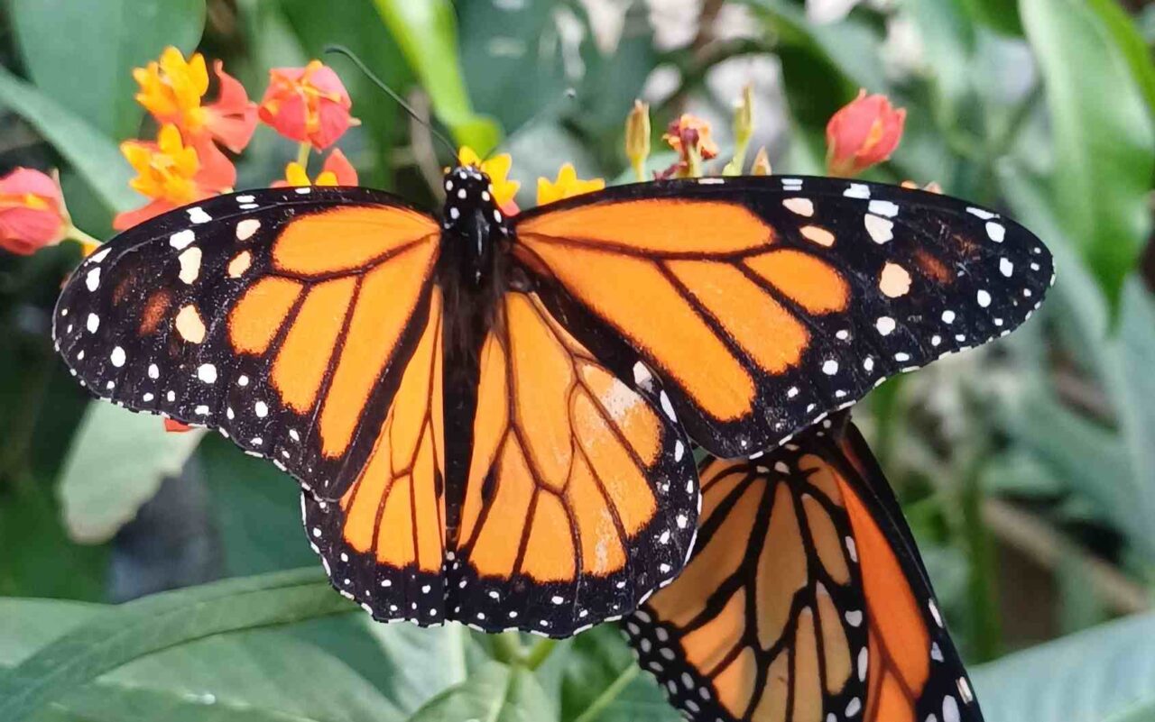 Monarchs
