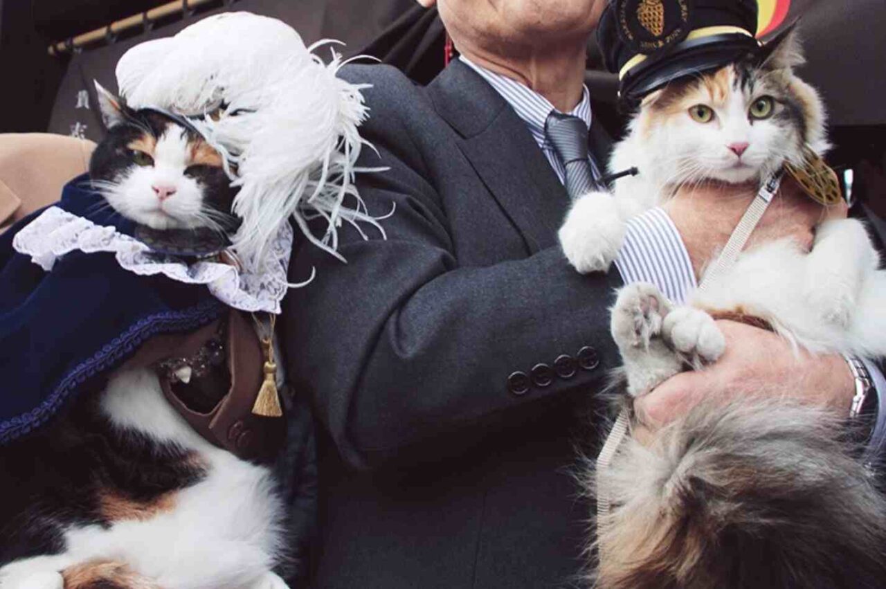 Cats Appointed Station Masters in Wakayama as Japan’s Famous Railway Tradition Continues 10 Wakayama