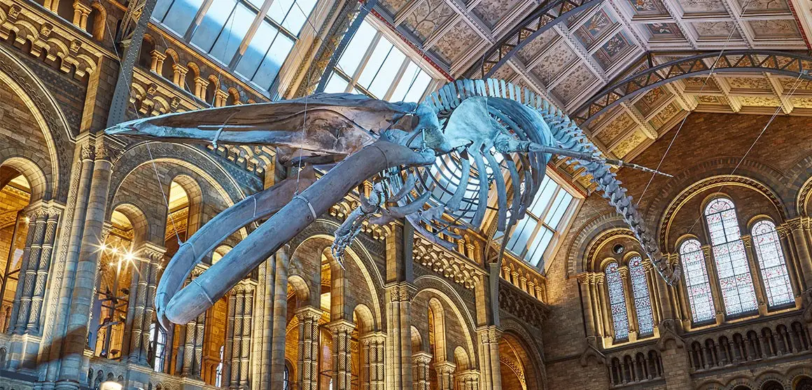 Natural History Museum Tops UK Attractions as Visitor Numbers Rise in 2025 4 Natural History Museum